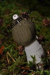 Stinkmorchel, Phallus impudicus, Phallus impudicus, Stinkmorchel, Basidiomyceten, Fruchtkörper Kauf von 01579_phallus_impudicus_dsc_7740.jpg