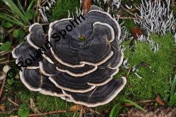 Schmetterlingstramete, Schmetterlingsporling, Trametes versicolor, Trametes versicolor, Schmetterlings-Tramete, Schmetterlingstramete, Schmetterlingsporling, Basidiomyceten, Fruchtkörper Kauf von 01582_trametes_versicolor_dsc_7820.jpg