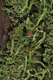 Cladonie, Cladonia, Cladonia, Cladonie, Flechten, Thalli, auf Pinus sylvestris, Gewöhnliche Kiefer, Wald-Kiefer Kauf von 01590_cladonia_sp_dsc_8378.jpg