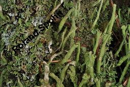 Cladonie, Cladonia, Cladonia, Cladonie, Flechten, Thalli, auf Pinus sylvestris, Gewhnliche Kiefer, Wald-Kiefer Kauf von 01590_cladonia_sp_dsc_8379.jpg