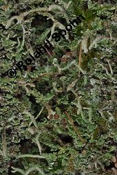 Cladonie, Cladonia, Cladonia, Cladonie, Flechten, Thalli, auf Pinus sylvestris, Gewöhnliche Kiefer, Wald-Kiefer Kauf von 01590_cladonia_sp_dsc_8380.jpg