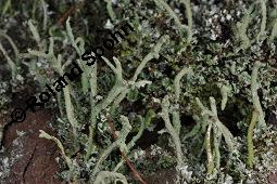 Cladonie, Cladonia, Cladonia, Cladonie, Flechten, Thalli, auf Pinus sylvestris, Gewöhnliche Kiefer, Wald-Kiefer Kauf von 01590_cladonia_sp_dsc_8381.jpg