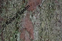 Cladonie, Cladonia, Cladonia, Cladonie, Flechten, Thalli, auf Pinus sylvestris, Gewöhnliche Kiefer, Wald-Kiefer Kauf von 01590_cladonia_sp_dsc_8382.jpg