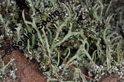 Cladonie, Cladonia, Cladonia, Cladonie, Flechten, Thalli, auf Pinus sylvestris, Gewhnliche Kiefer, Wald-Kiefer Kauf von 01590_cladonia_sp_dsc_8383.jpg