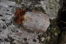 Birkenporling, Piptoporus betulinus, Fomes betulinus, Piptoporus betulinus, Fomes betulinus, Birkenporling, Basidiomyceten, Fruchtkrper, an Betula pendula, Hnge-Birke Kauf von 01621_piptoporus_betulinus_dsc_8583.jpg