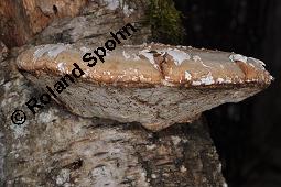 Birkenporling, Piptoporus betulinus, Fomes betulinus, Piptoporus betulinus, Fomes betulinus, Birkenporling, Basidiomyceten, Fruchtkörper, an Betula pendula, Hänge-Birke Kauf von 01621_piptoporus_betulinus_dsc_8589.jpg