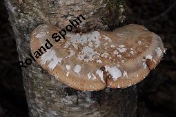 Birkenporling, Piptoporus betulinus, Fomes betulinus, Piptoporus betulinus, Fomes betulinus, Birkenporling, Basidiomyceten, Fruchtkörper, an Betula pendula, Hänge-Birke Kauf von 01621_piptoporus_betulinus_dsc_8591.jpg