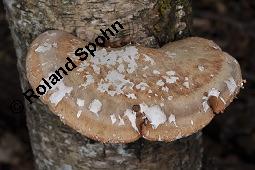 Birkenporling, Piptoporus betulinus, Fomes betulinus, Piptoporus betulinus, Fomes betulinus, Birkenporling, Basidiomyceten, Fruchtkrper, an Betula pendula, Hnge-Birke Kauf von 01621_piptoporus_betulinus_dsc_8592.jpg