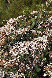 Lorbeer-Schneeball, Immergrüner Laurustinus, Viburnum tinus, Caprifoliaceae, Viburnum tinus, Lorbeer-Schneeball, Immergrüner Laurustinus, Blühend Kauf von 01637_viburnum_tinus_dsc_2117.jpg