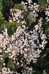 Lorbeer-Schneeball, Immergrüner Laurustinus, Viburnum tinus, Caprifoliaceae, Viburnum tinus, Lorbeer-Schneeball, Immergrüner Laurustinus, Blühend Kauf von 01637_viburnum_tinus_dsc_2118.jpg