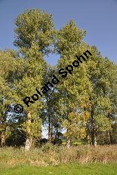 Kanadische Pappel, Bastard-Pappel, Bastard-Schwarz-Pappel, Populus x canadensis, Populus canadensis, Salicaceae, Populus x canadensis, Populus canadensis, Kanadische Pappel, Bastard-Pappel, Bastard-Schwarz-Pappel, Habitat (Allee) Kauf von 01673_populus_canadensis_dsc_0504.jpg