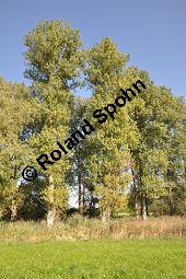 Kanadische Pappel, Bastard-Pappel, Bastard-Schwarz-Pappel, Populus x canadensis, Populus canadensis, Salicaceae, Populus x canadensis, Populus canadensis, Kanadische Pappel, Bastard-Pappel, Bastard-Schwarz-Pappel, Habitat (Allee) Kauf von 01673_populus_canadensis_dsc_0505.jpg