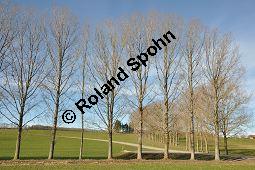 Kanadische Pappel, Bastard-Pappel, Bastard-Schwarz-Pappel, Populus x canadensis, Populus canadensis, Salicaceae, Populus x canadensis, Populus canadensis, Kanadische Pappel, Bastard-Pappel, Bastard-Schwarz-Pappel, Habitat (Allee) Kauf von 01673_populus_canadensis_dsc_1404.jpg