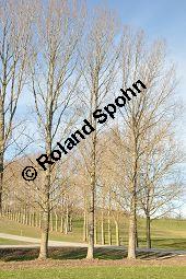 Kanadische Pappel, Bastard-Pappel, Bastard-Schwarz-Pappel, Populus x canadensis, Populus canadensis, Salicaceae, Populus x canadensis, Populus canadensis, Kanadische Pappel, Bastard-Pappel, Bastard-Schwarz-Pappel, Habitat (Allee) Kauf von 01673_populus_canadensis_dsc_1405.jpg