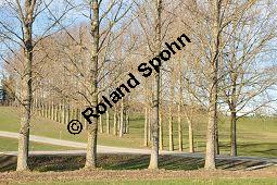 Kanadische Pappel, Bastard-Pappel, Bastard-Schwarz-Pappel, Populus x canadensis, Populus canadensis, Salicaceae, Populus x canadensis, Populus canadensis, Kanadische Pappel, Bastard-Pappel, Bastard-Schwarz-Pappel, Habitat (Allee) Kauf von 01673_populus_canadensis_dsc_1406.jpg