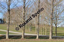 Kanadische Pappel, Bastard-Pappel, Bastard-Schwarz-Pappel, Populus x canadensis, Populus canadensis, Salicaceae, Populus x canadensis, Populus canadensis, Kanadische Pappel, Bastard-Pappel, Bastard-Schwarz-Pappel, Habitat (Allee) Kauf von 01673_populus_canadensis_dsc_1407.jpg