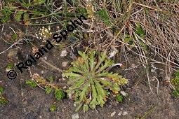 Krähenfuß-Wegerich, Schlitz-Wegerich, Plantago coronopus, Plantago coronopus, Krähenfuß-Wegerich, Schlitz-Wegerich, Plantaginaceae, Habitus blühend Kauf von 01676_plantago_coronopus_dsc_0930.jpg