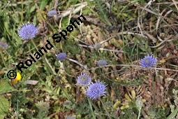 Berg-Jasione, Berg-Sandglöckchen, Jasione montana, Jasione montana, Berg-Jasione, Berg-Sandglöckchen, Berg-Sandrapunzel, Campanulaceae, Blühend Kauf von 01682_jasione_montana_dsc_0707.jpg