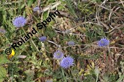 Berg-Jasione, Berg-Sandglckchen, Jasione montana, Jasione montana, Berg-Jasione, Berg-Sandglckchen, Berg-Sandrapunzel, Campanulaceae, Blhend Kauf von 01682_jasione_montana_dsc_0707.jpg