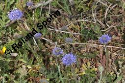 Berg-Jasione, Berg-Sandglöckchen, Jasione montana, Jasione montana, Berg-Jasione, Berg-Sandglöckchen, Berg-Sandrapunzel, Campanulaceae, Blühend Kauf von 01682_jasione_montana_dsc_0708.jpg