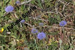 Berg-Jasione, Berg-Sandglckchen, Jasione montana, Jasione montana, Berg-Jasione, Berg-Sandglckchen, Berg-Sandrapunzel, Campanulaceae, Blhend Kauf von 01682_jasione_montana_dsc_0708.jpg