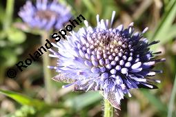 Berg-Jasione, Berg-Sandglöckchen, Jasione montana, Jasione montana, Berg-Jasione, Berg-Sandglöckchen, Berg-Sandrapunzel, Campanulaceae, Blühend Kauf von 01682_jasione_montana_dsc_0709.jpg