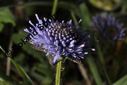 Berg-Jasione, Berg-Sandglöckchen, Jasione montana, Jasione montana, Berg-Jasione, Berg-Sandglöckchen, Berg-Sandrapunzel, Campanulaceae, Blühend Kauf von 01682_jasione_montana_dsc_0710.jpg