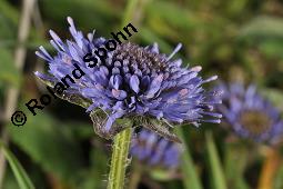 Berg-Jasione, Berg-Sandglöckchen, Jasione montana, Jasione montana, Berg-Jasione, Berg-Sandglöckchen, Berg-Sandrapunzel, Campanulaceae, Blühend Kauf von 01682_jasione_montana_dsc_0711.jpg
