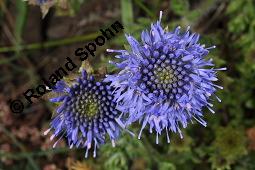 Berg-Jasione, Berg-Sandglöckchen, Jasione montana, Jasione montana, Berg-Jasione, Berg-Sandglöckchen, Berg-Sandrapunzel, Campanulaceae, Blühend Kauf von 01682_jasione_montana_dsc_0712.jpg