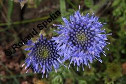 Berg-Jasione, Berg-Sandglckchen, Jasione montana, Jasione montana, Berg-Jasione, Berg-Sandglckchen, Berg-Sandrapunzel, Campanulaceae, Blhend Kauf von 01682_jasione_montana_dsc_0712.jpg