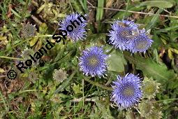 Berg-Jasione, Berg-Sandglöckchen, Jasione montana, Jasione montana, Berg-Jasione, Berg-Sandglöckchen, Berg-Sandrapunzel, Campanulaceae, Blühend Kauf von 01682_jasione_montana_dsc_0713.jpg