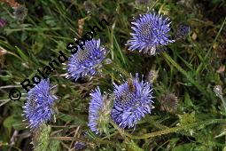 Berg-Jasione, Berg-Sandglckchen, Jasione montana, Jasione montana, Berg-Jasione, Berg-Sandglckchen, Berg-Sandrapunzel, Campanulaceae, Blhend Kauf von 01682_jasione_montana_dsc_0714.jpg