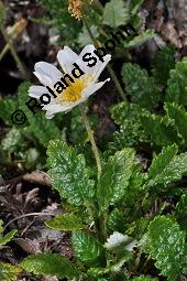 Weiße Silberwurz, Dryas octopetala, Dryas octopetala, Weiße Silberwurz, Rosaceae, Blühend Kauf von 01696_dryas_octopetala_dsc_4395.jpg