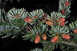 Nordmanns-Tanne, Abies nordmanniana, Pinaceae, Abies nordmanniana, Nordmanns-Tanne, männliche Blütenknospen Kauf von 01747_abies_nordmanniana_dsc_3459.jpg