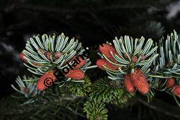 Nordmanns-Tanne, Abies nordmanniana, Pinaceae, Abies nordmanniana, Nordmanns-Tanne, mnnliche Bltenknospen Kauf von 01747_abies_nordmanniana_dsc_3460.jpg