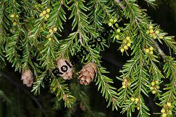 Kanadische Hemlocktanne, Kanadische Schierlingstanne, Tsuga canadensis, Pinaceae, Tsuga canadensis, Kanadische Hemlocktanne, Kanadische Schierlingstanne, fruchtend und männliche Blütenknospen Kauf von 01750_tsuga_canadensis_dsc_3461.jpg