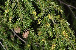 Kanadische Hemlocktanne, Kanadische Schierlingstanne, Tsuga canadensis, Pinaceae, Tsuga canadensis, Kanadische Hemlocktanne, Kanadische Schierlingstanne, fruchtend und mnnliche Bltenknospen Kauf von 01750_tsuga_canadensis_dsc_3462.jpg