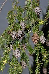 Kanadische Hemlocktanne, Kanadische Schierlingstanne, Tsuga canadensis, Pinaceae, Tsuga canadensis, Kanadische Hemlocktanne, Kanadische Schierlingstanne, fruchtend und mnnliche Bltenknospen Kauf von 01750_tsuga_canadensis_dsc_3463.jpg