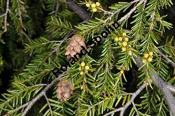 Kanadische Hemlocktanne, Kanadische Schierlingstanne, Tsuga canadensis, Pinaceae, Tsuga canadensis, Kanadische Hemlocktanne, Kanadische Schierlingstanne, fruchtend und männliche Blütenknospen Kauf von 01750_tsuga_canadensis_dsc_3465.jpg