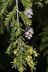 Kanadische Hemlocktanne, Kanadische Schierlingstanne, Tsuga canadensis, Pinaceae, Tsuga canadensis, Kanadische Hemlocktanne, Kanadische Schierlingstanne, fruchtend und mnnliche Bltenknospen Kauf von 01750_tsuga_canadensis_dsc_3466.jpg