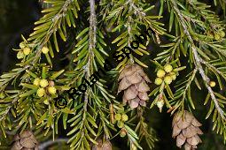 Kanadische Hemlocktanne, Kanadische Schierlingstanne, Tsuga canadensis, Pinaceae, Tsuga canadensis, Kanadische Hemlocktanne, Kanadische Schierlingstanne, fruchtend und mnnliche Bltenknospen Kauf von 01750_tsuga_canadensis_dsc_3467.jpg