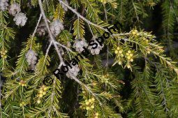 Kanadische Hemlocktanne, Kanadische Schierlingstanne, Tsuga canadensis, Pinaceae, Tsuga canadensis, Kanadische Hemlocktanne, Kanadische Schierlingstanne, fruchtend und männliche Blütenknospen Kauf von 01750_tsuga_canadensis_dsc_3468.jpg