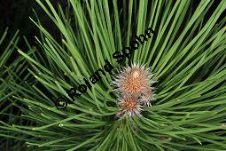 Schwarz-Kiefer, Pinus nigra, Pinus nigricans, Pinus austriaca, Pinus nigra, Pinus nigricans, Pinus austriaca, Schwarz-Kiefer, Pinaceae, mnnlich blhend Kauf von 01751_pinus_nigra_dsc_3454.jpg