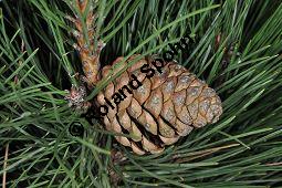 Schwarz-Kiefer, Pinus nigra, Pinus nigricans, Pinus austriaca, Pinus nigra, Pinus nigricans, Pinus austriaca, Schwarz-Kiefer, Pinaceae, mnnlich blhend Kauf von 01751_pinus_nigra_dsc_3455.jpg