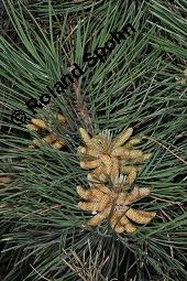 Schwarz-Kiefer, Pinus nigra, Pinus nigricans, Pinus austriaca, Pinus nigra, Pinus nigricans, Pinus austriaca, Schwarz-Kiefer, Pinaceae, mnnlich blhend Kauf von 01751_pinus_nigra_dsc_3904.jpg