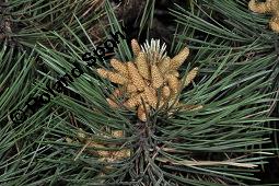 Schwarz-Kiefer, Pinus nigra, Pinus nigricans, Pinus austriaca, Pinus nigra, Pinus nigricans, Pinus austriaca, Schwarz-Kiefer, Pinaceae, mnnlich blhend Kauf von 01751_pinus_nigra_dsc_3905.jpg