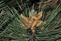 Schwarz-Kiefer, Pinus nigra, Pinus nigricans, Pinus austriaca, Pinus nigra, Pinus nigricans, Pinus austriaca, Schwarz-Kiefer, Pinaceae, männlich blühend Kauf von 01751_pinus_nigra_dsc_3906.jpg