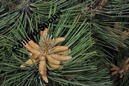 Schwarz-Kiefer, Pinus nigra, Pinus nigricans, Pinus austriaca, Pinus nigra, Pinus nigricans, Pinus austriaca, Schwarz-Kiefer, Pinaceae, mnnlich blhend Kauf von 01751_pinus_nigra_dsc_3908.jpg