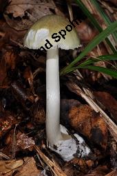 Grüner Knollenblätterpilz, Amanita phalloides, Amanita phalloides, Grüner Knollenblätterpilz, Basidiomyceten, Fruchtkörper Kauf von 01767_amanita_phalloides_dsc_7705.jpg