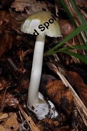 Grner Knollenbltterpilz, Amanita phalloides, Amanita phalloides, Grner Knollenbltterpilz, Basidiomyceten, Fruchtkrper Kauf von 01767_amanita_phalloides_dsc_7706.jpg